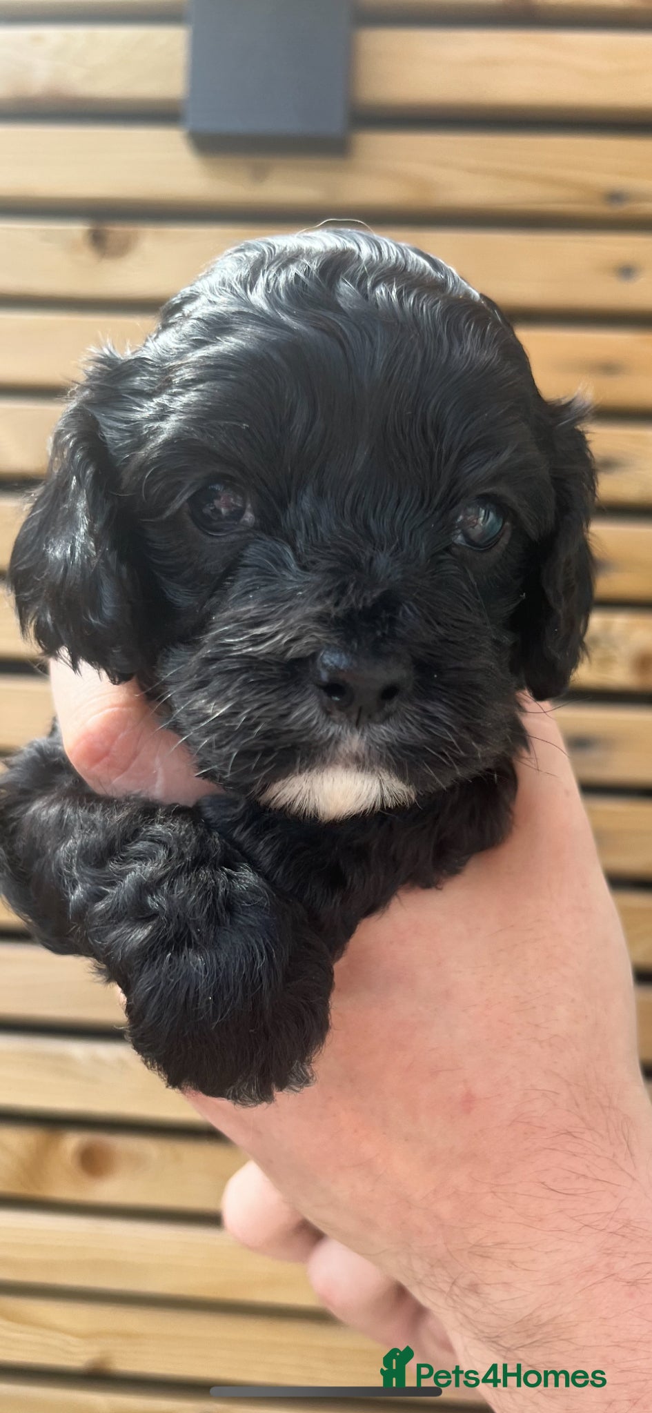 Cockapoo dogs American Cockapoo f1 puppy's  - Advert 11