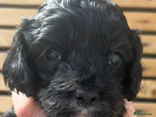 Cockapoo dogs American Cockapoo f1 puppy's - Advert 4