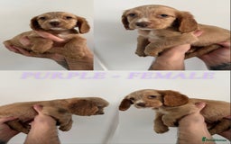 Sprocker dogs for sale: Sprocker puppies ready next week !  - Image 7