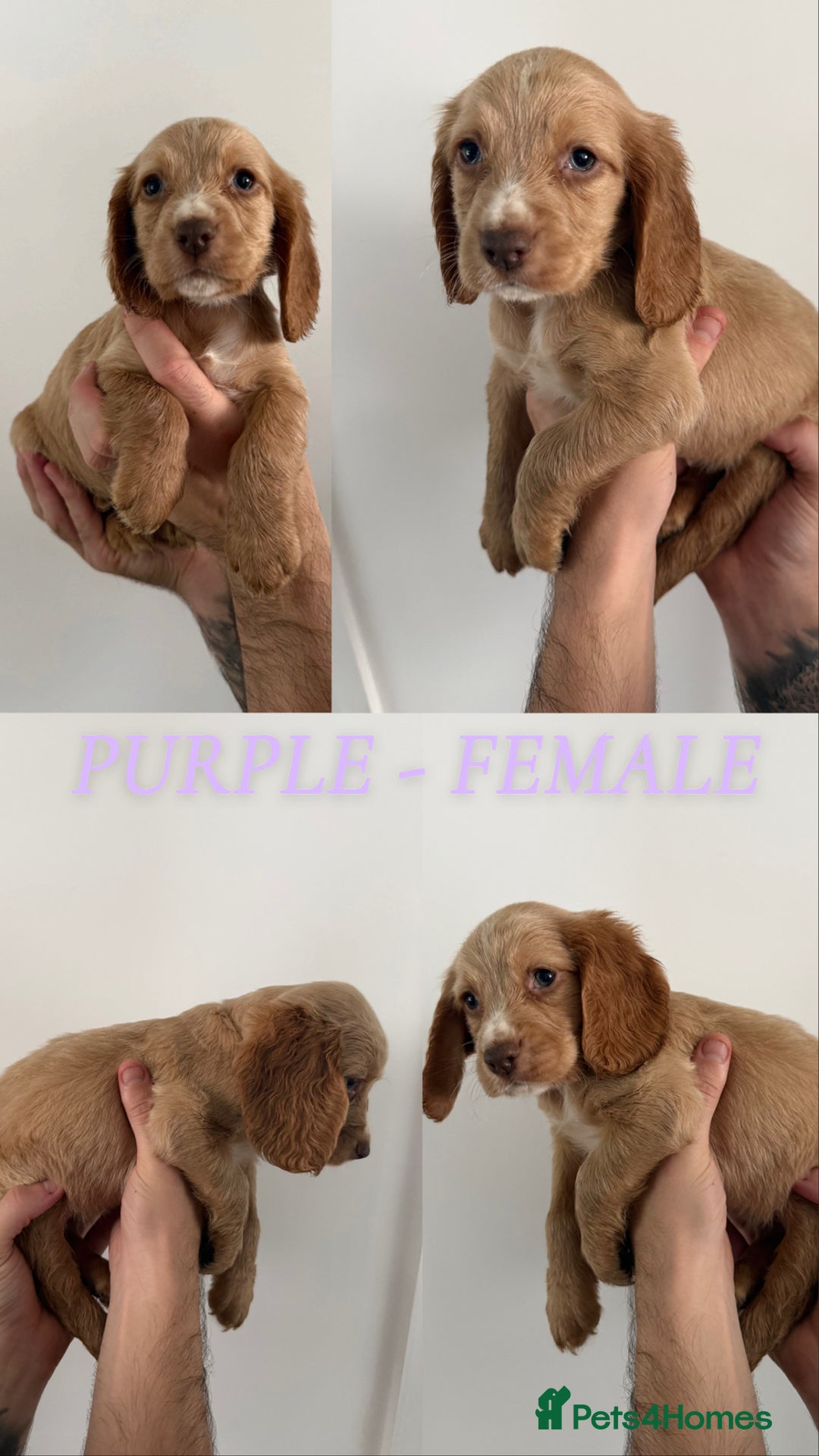 Sprocker dogs for sale: Sprocker puppies ready next week !  - Image 7