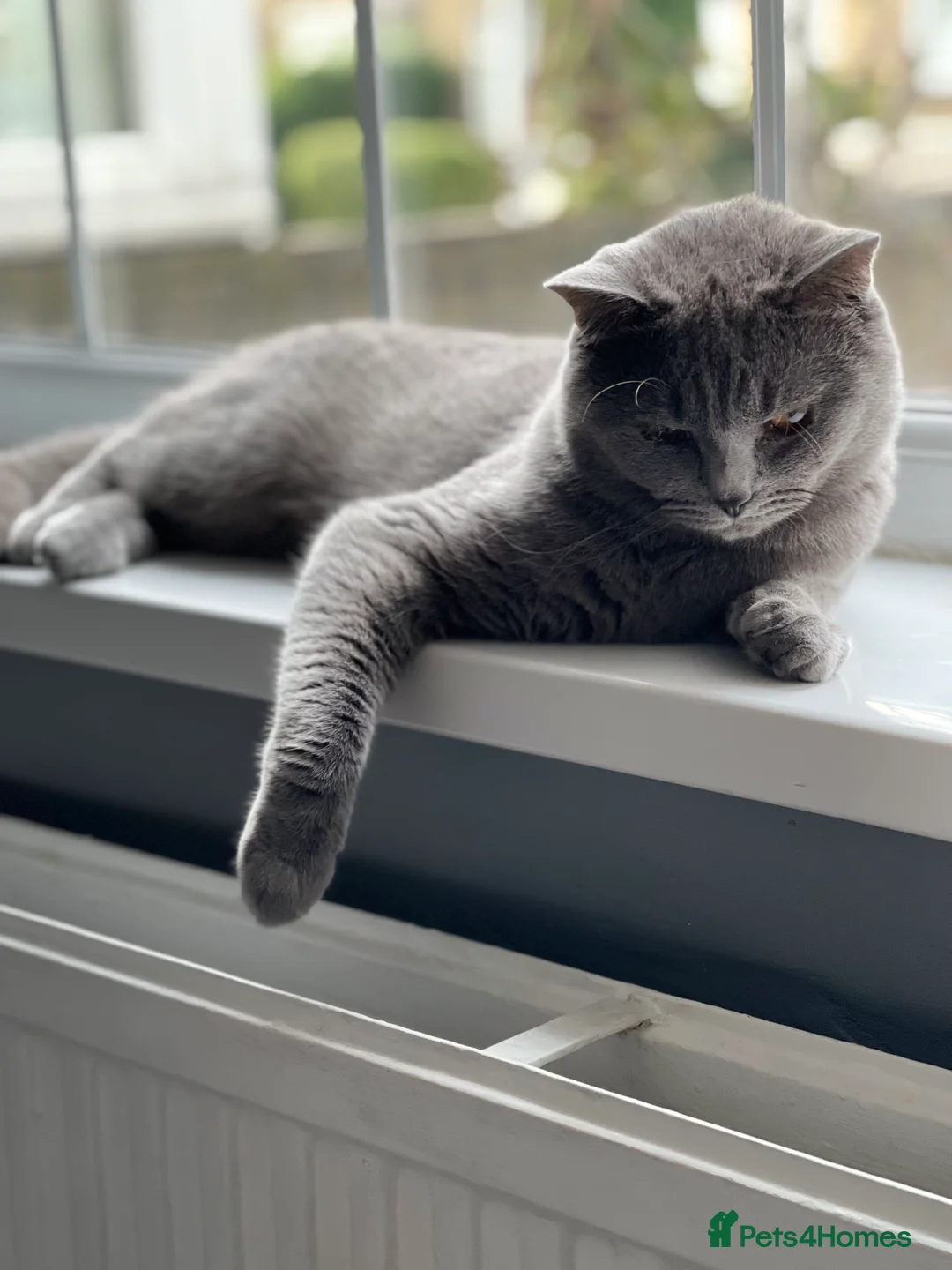British Shorthair cats for stud: Cute BSH Stud CCTV in Bradford - Advert 3