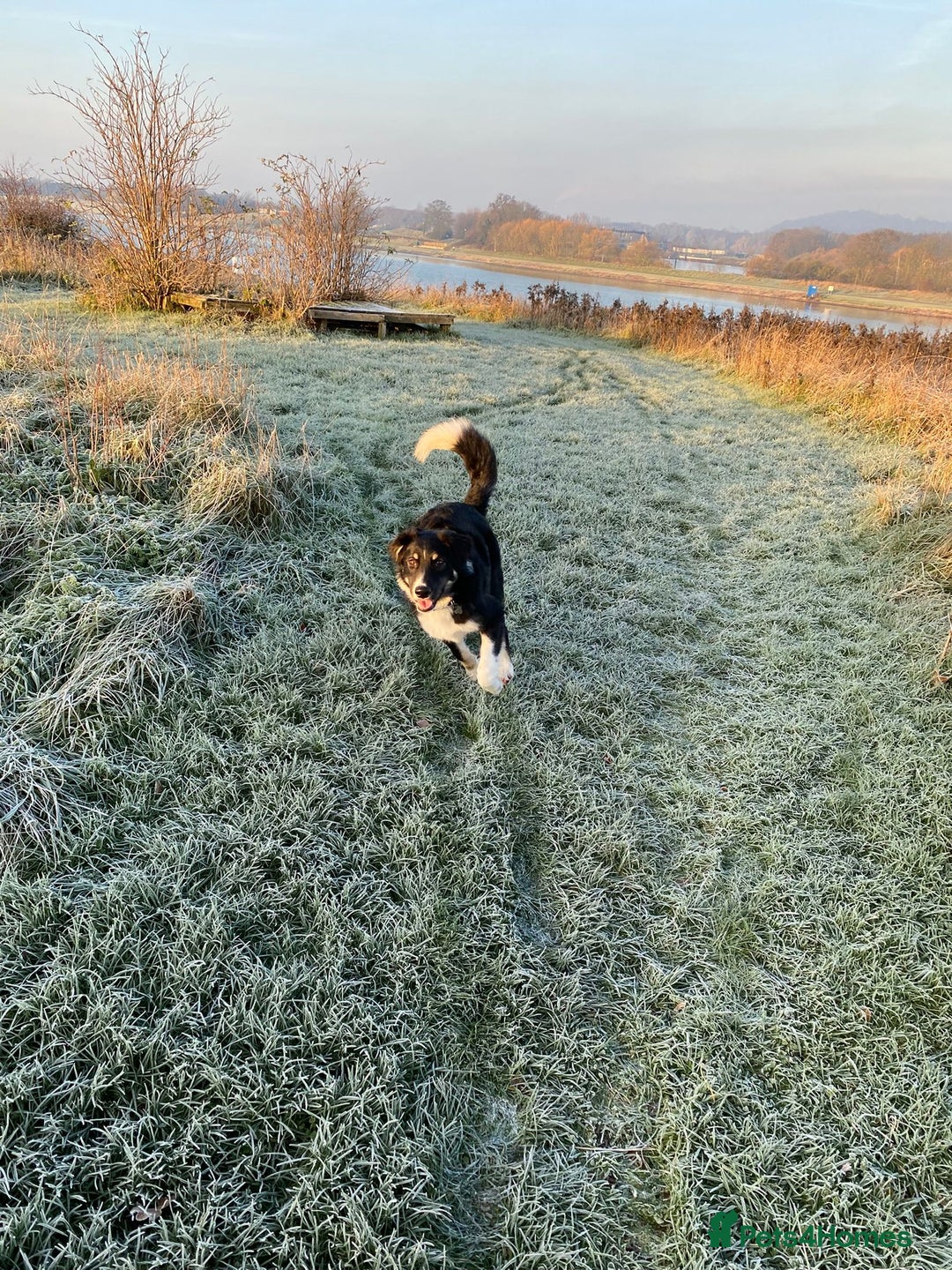 Mixed Breed dogs for adoption: 🐾 Meet WOODY 🐾  He's ready for a Loving Family - Advert 10