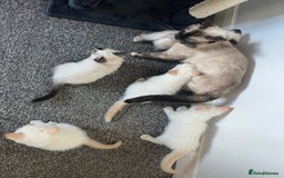 Siamese cats for sale: Siamese x ragdoll kittens  - Image 3