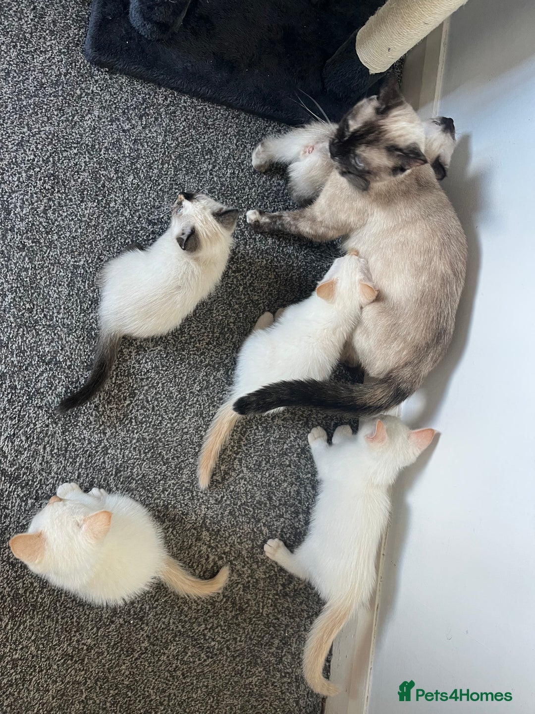 Siamese cats for sale: Siamese x ragdoll kittens  - Image 3