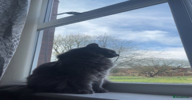 British Longhair cats - Advert 2