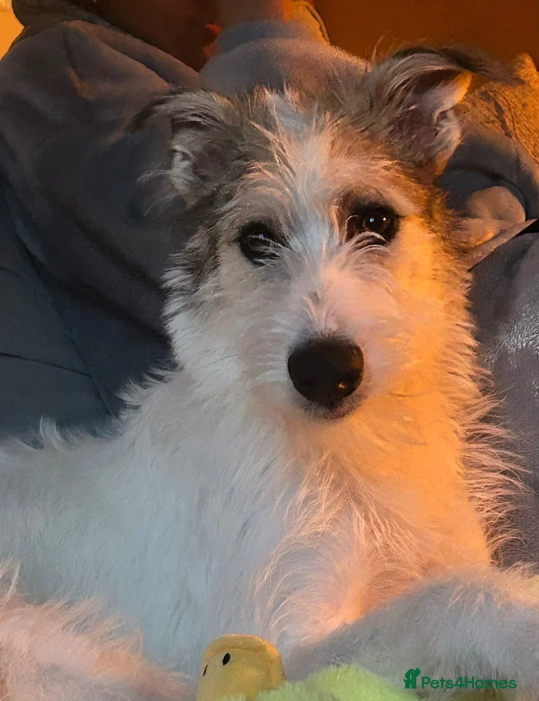 Lurcher dogs for sale: Rudy - Lurcher male FREE in Leyland - Advert 3