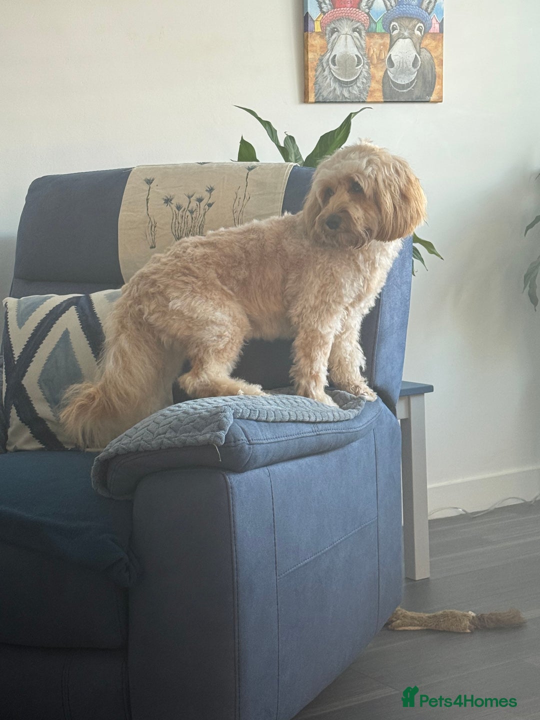 Cockapoo dogs for sale: Cockapoo - Image 3