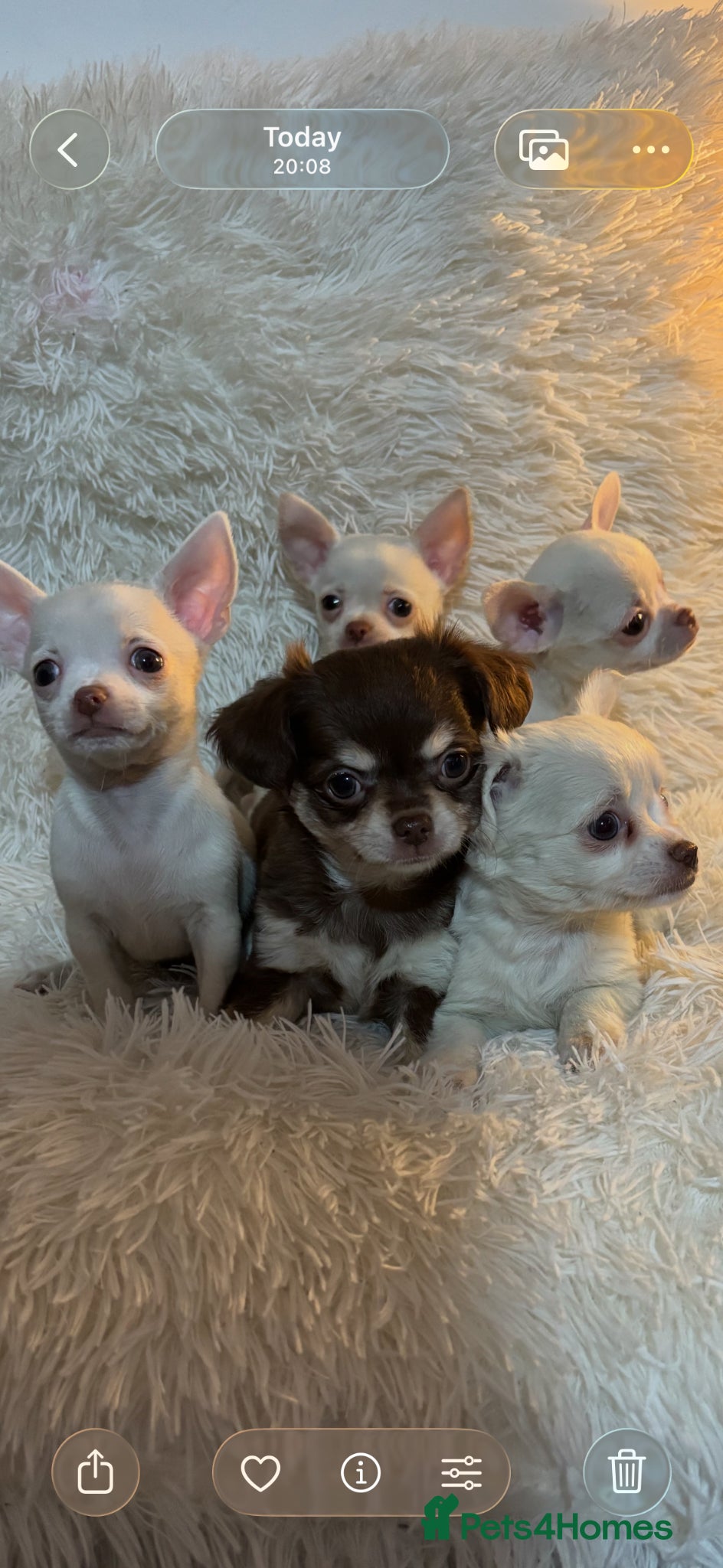 Chihuahua dogs Chihuahua puppy’s ( ready now) - Advert 12