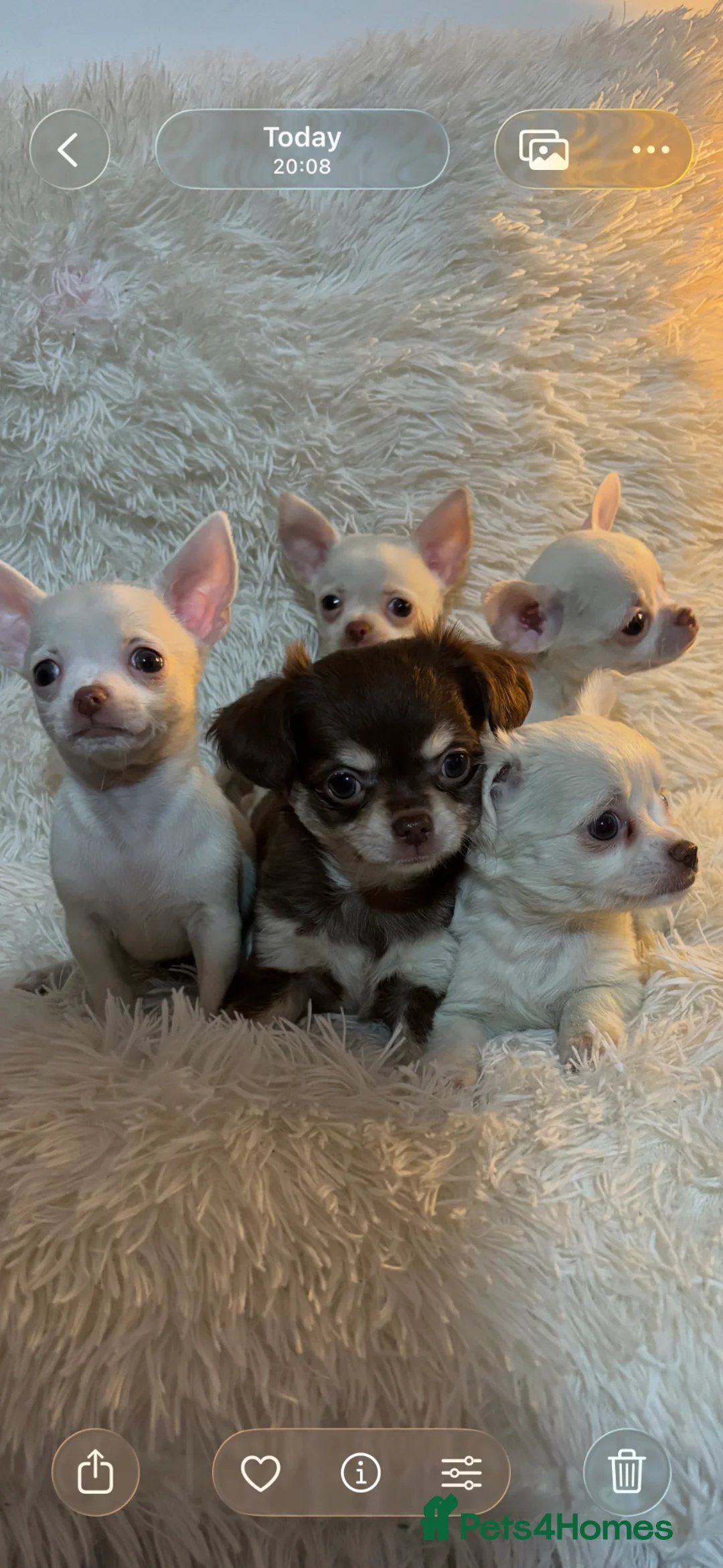 Chihuahua dogs for sale: Chihuahua puppy’s ( ready now) - Advert 1