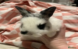 Mixed Breed rabbits for sale: 4 baby bunnies for sale - Image 5