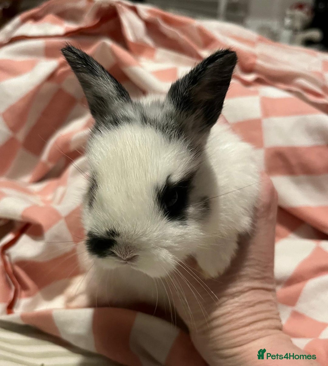 Mixed Breed rabbits for sale: 4 baby bunnies for sale - Image 5