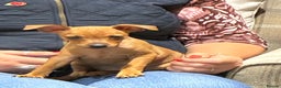 Miniature Pinscher dogs for sale: LAST PUPPY - LADYLUCKPINS KC MIN PINS - Advert 11