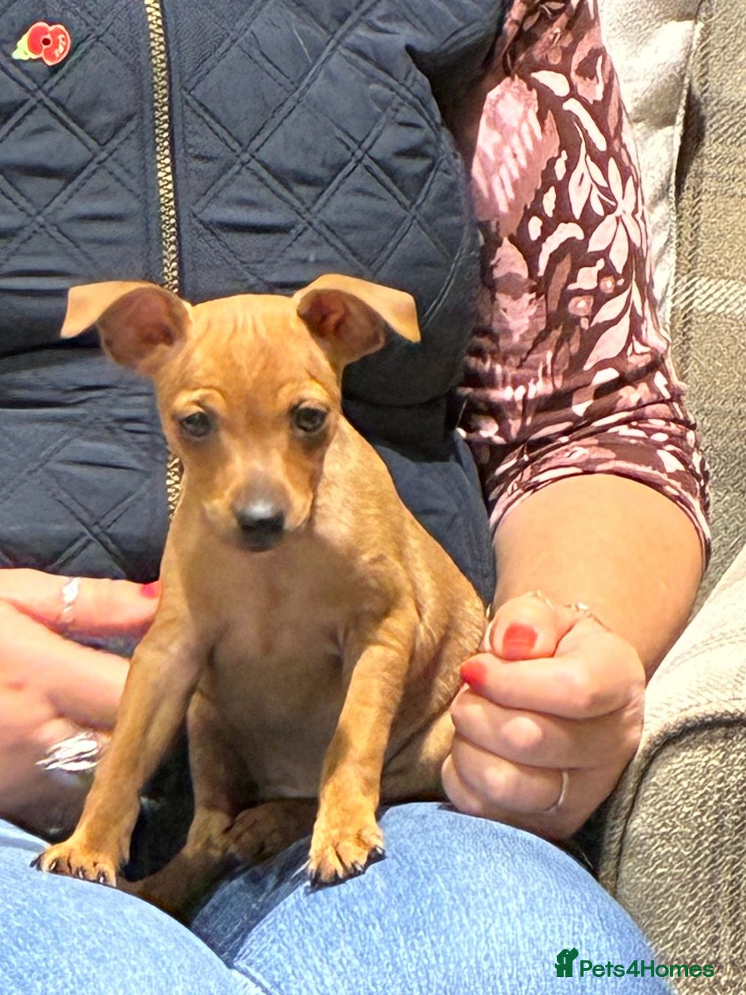 Miniature Pinscher dogs for sale: LAST PUPPY - LADYLUCKPINS KC MIN PINS - Advert 11