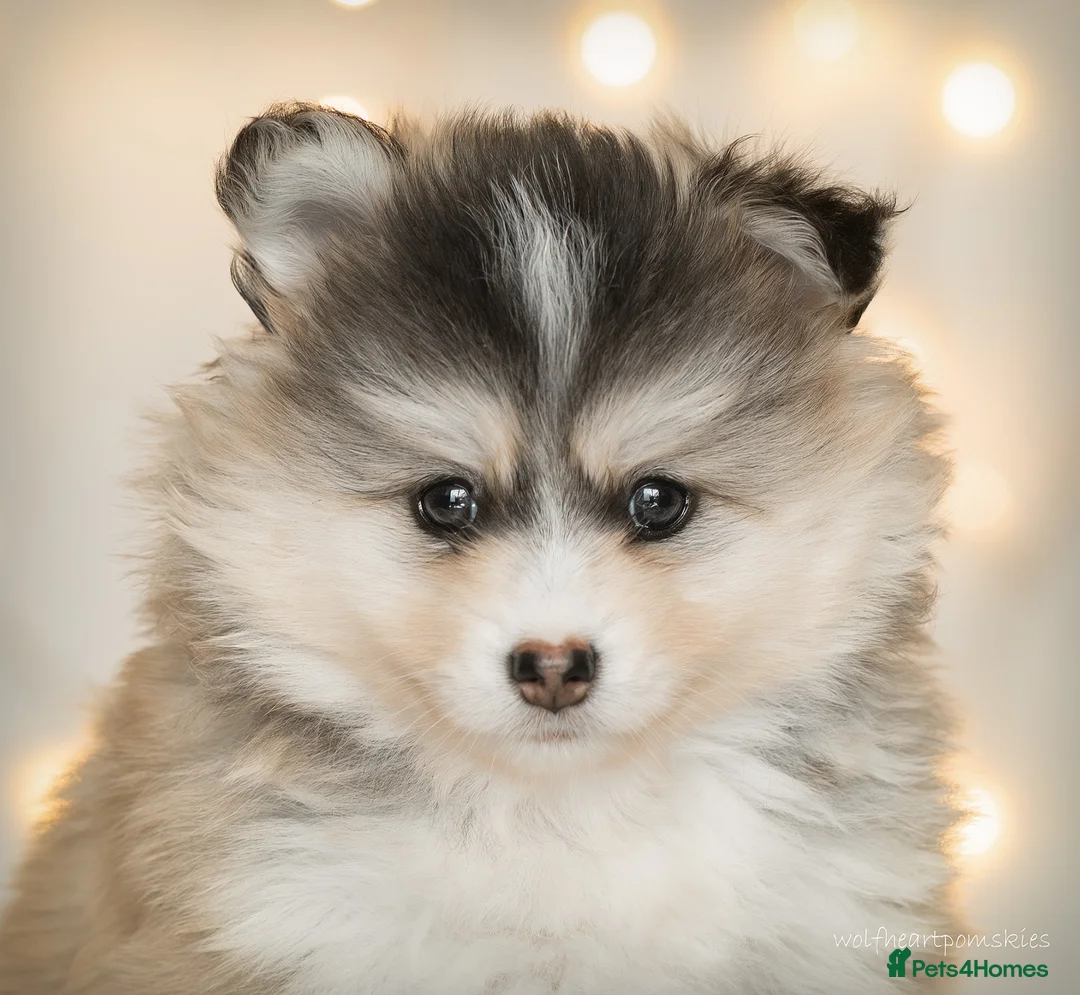 Pomsky dogs for sale: F3 Pomsky puppies from fully health tested parents - Advert 2