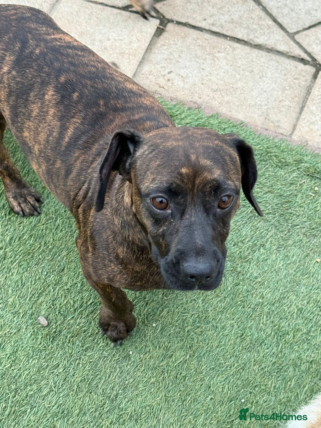 Mixed Breed dogs for adoption: Cutie Mimmi looking for love - Advert 2