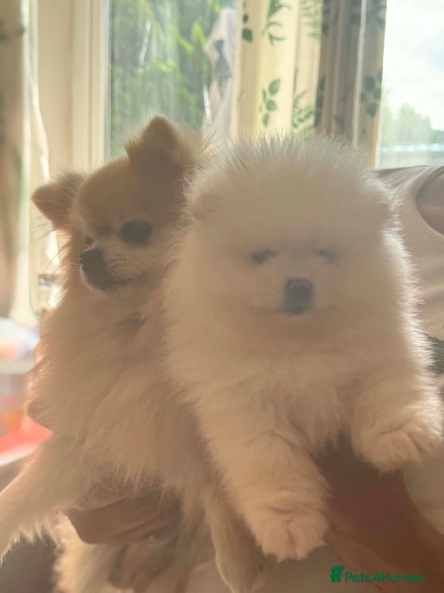 Pomeranian dogs Gorgeous Pomeranian Puppies - Advert 1