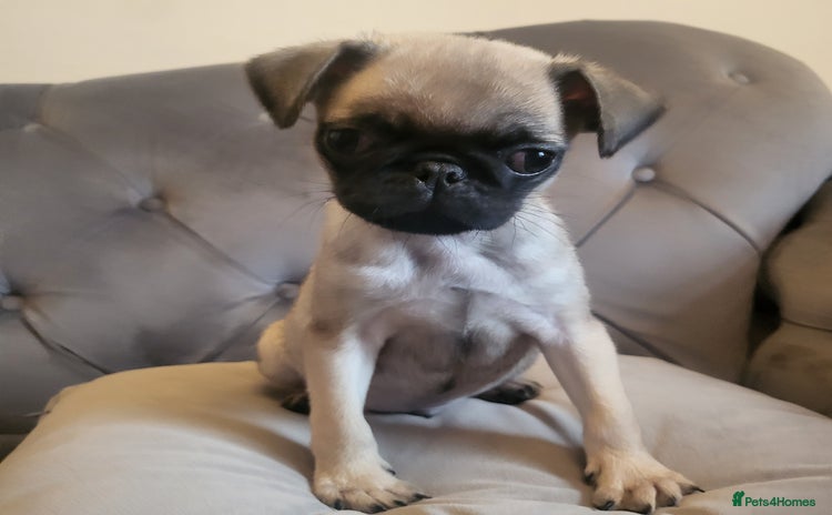 Pug dogs - Advert 6