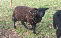 Sheep livestock for sale: CROSSBRED LAMBS  - Image 4