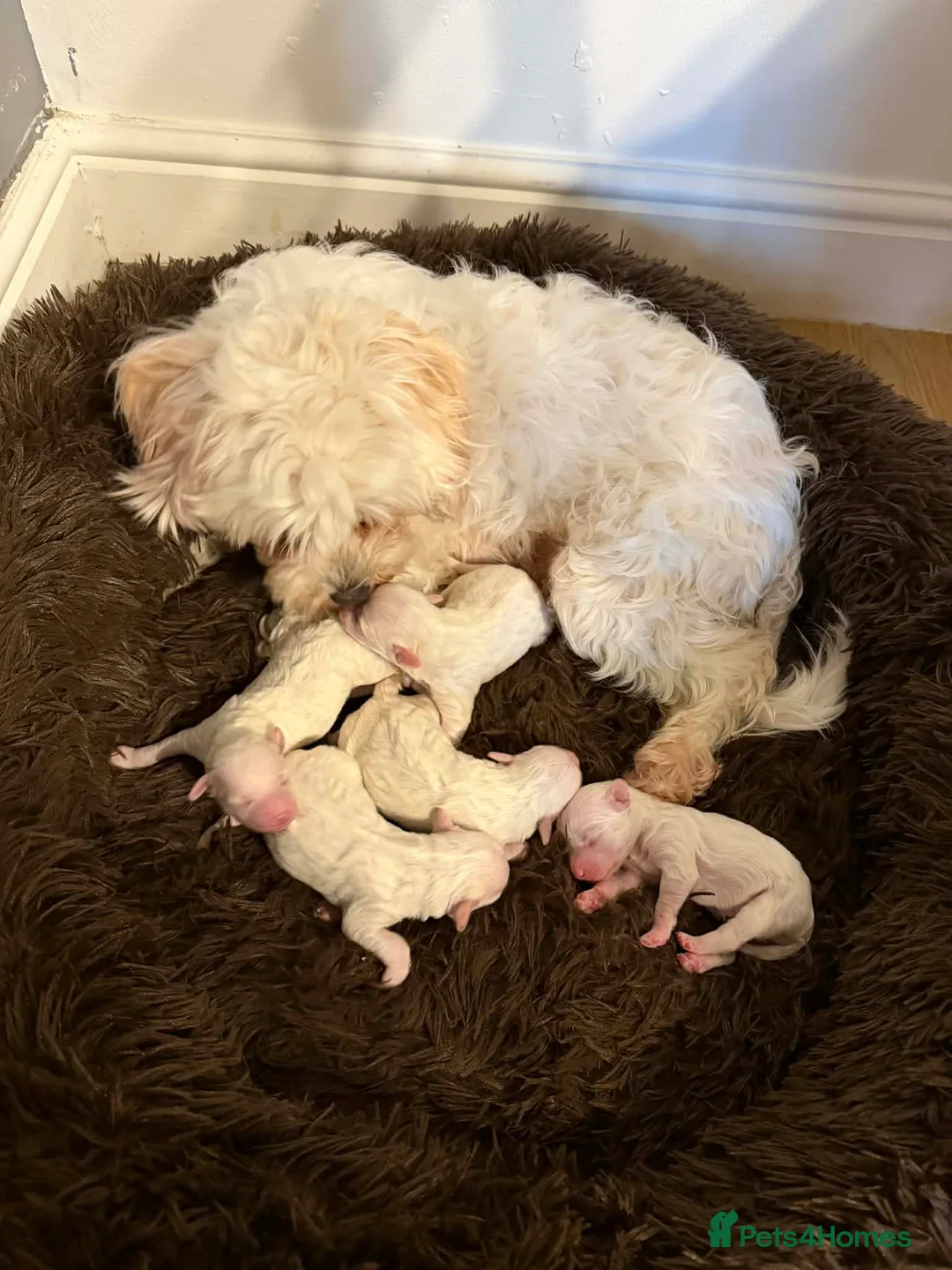 Bichon Frise dogs for sale: Fluffy Bichon Puppies Ready to Steal Your Heart! - Advert 2