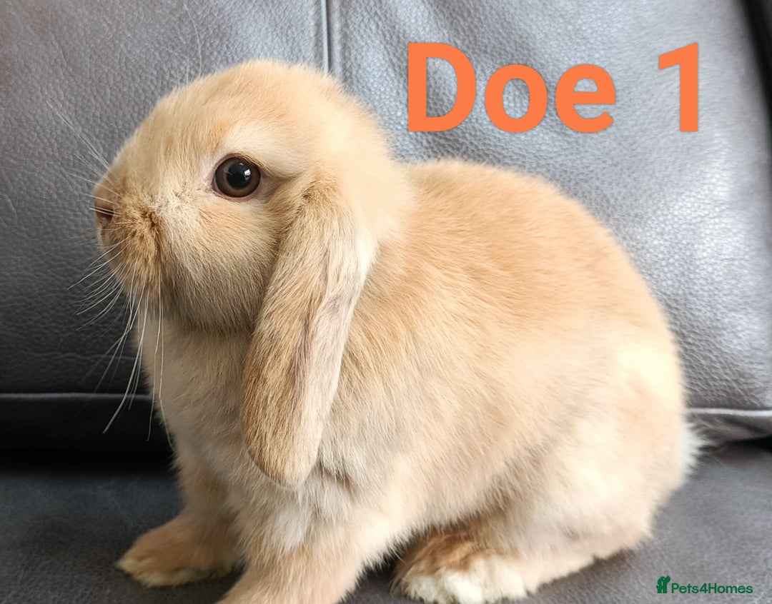 Mini Lop rabbits for sale: 🐰Beautiful mixed litter of Plush x Mini Lop kits - Image 16