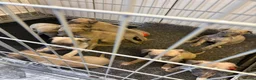 Whippet dogs for sale: Beautiful Blue brindle whippets for sale  - Advert 7