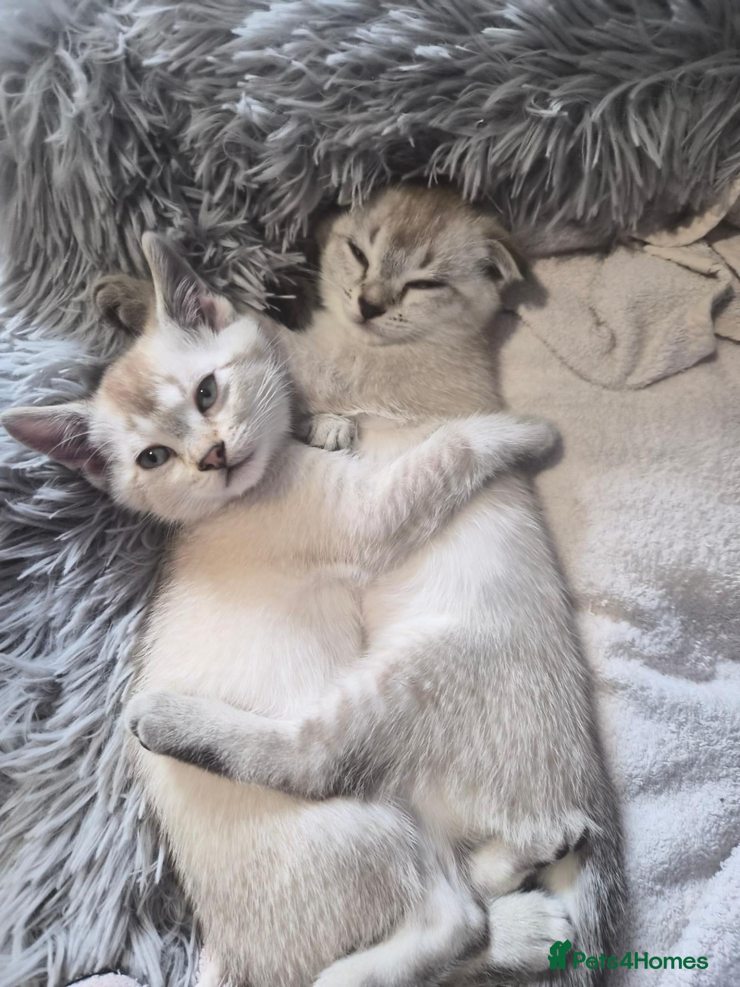 Bengal cats Rare Snow bengal x fold - Advert 10