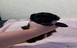 Yorkiepoo dogs for sale: Beautiful yorkipoo puppies - Image 10