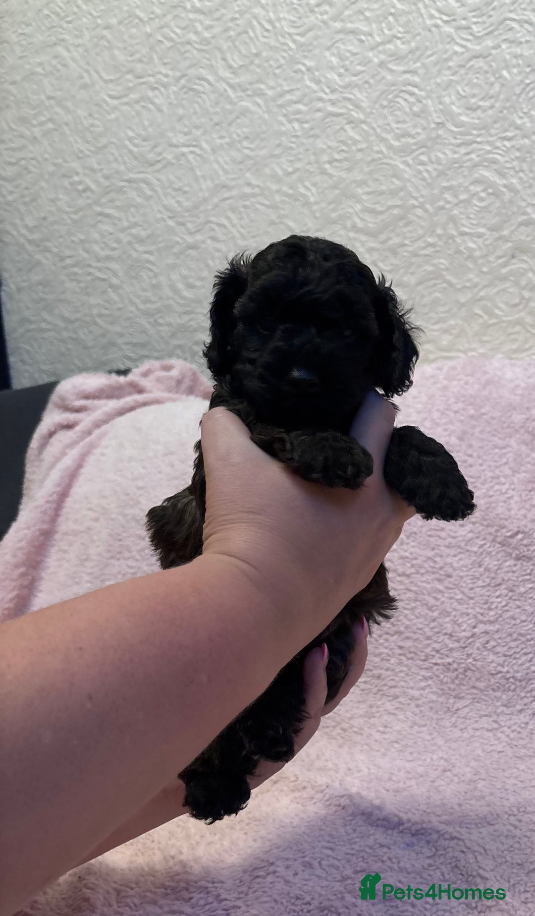 Yorkiepoo dogs for sale: Beautiful yorkipoo puppies - Image 10