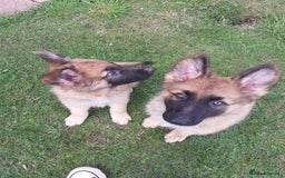 German Shepherd dogs for sale: Straight back gsd puppies  - Image 3