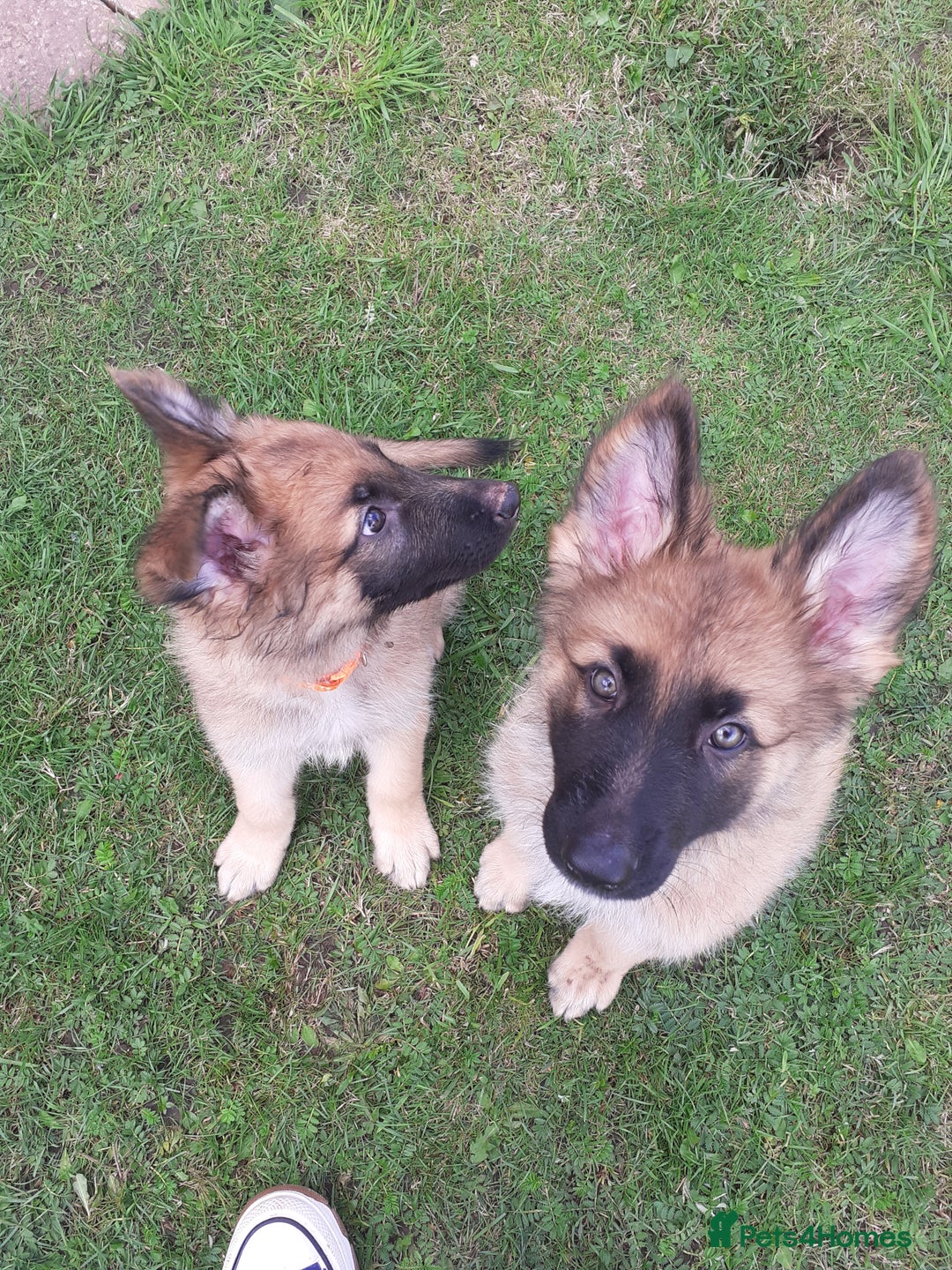 German Shepherd dogs for sale: Straight back gsd puppies  - Image 3