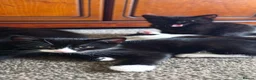 Mixed Breed cats for sale: Kitten - Advert 5