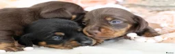 Miniature Dachshund dogs for sale: KC Miniature Dachshund Puppies - Advert 14
