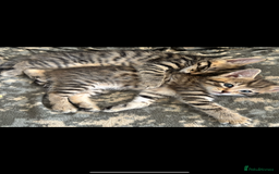 Bengal cats for sale: Half bengal kittens  - Image 2
