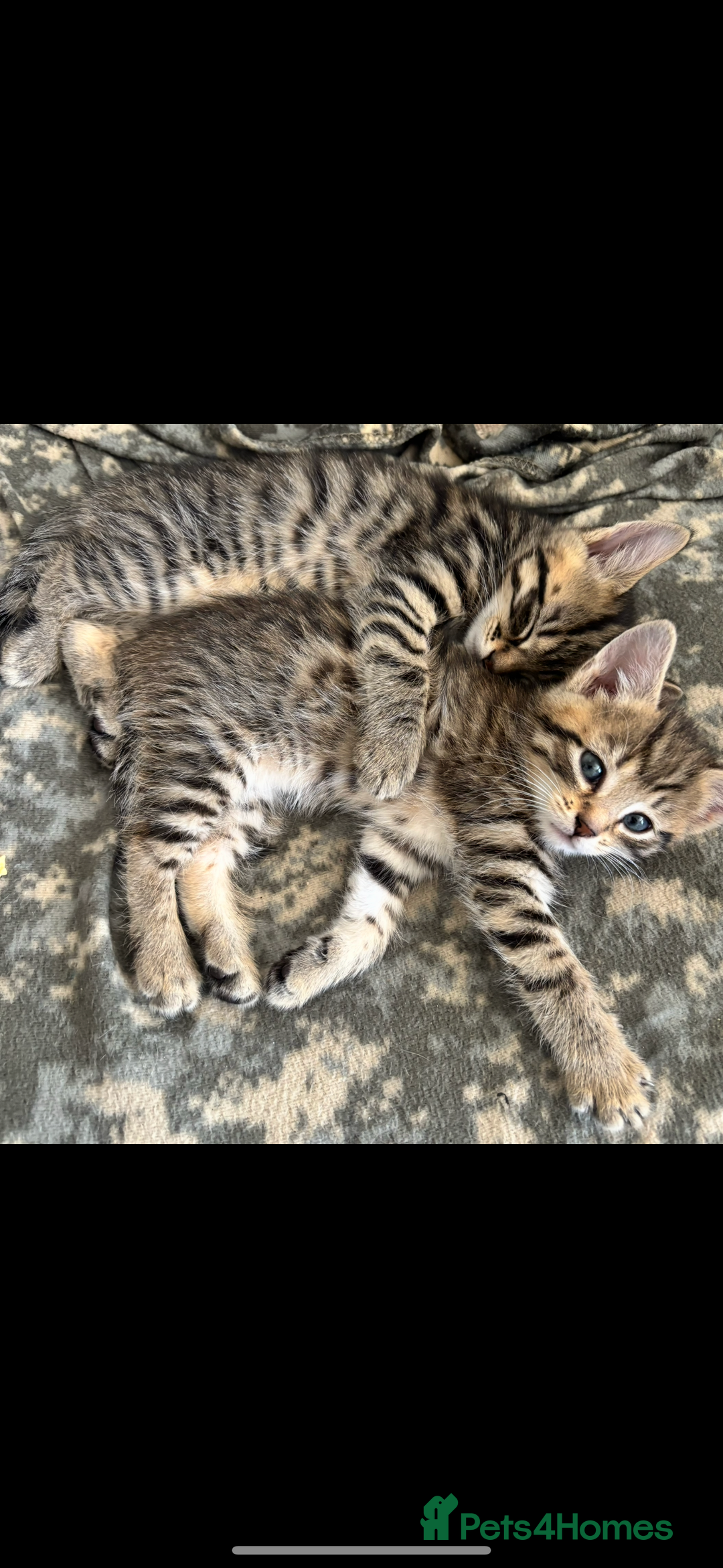 Bengal cats for sale: Half bengal kittens  - Image 2