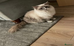 Ragdoll cats for sale: Female Ragdoll  - Image 9