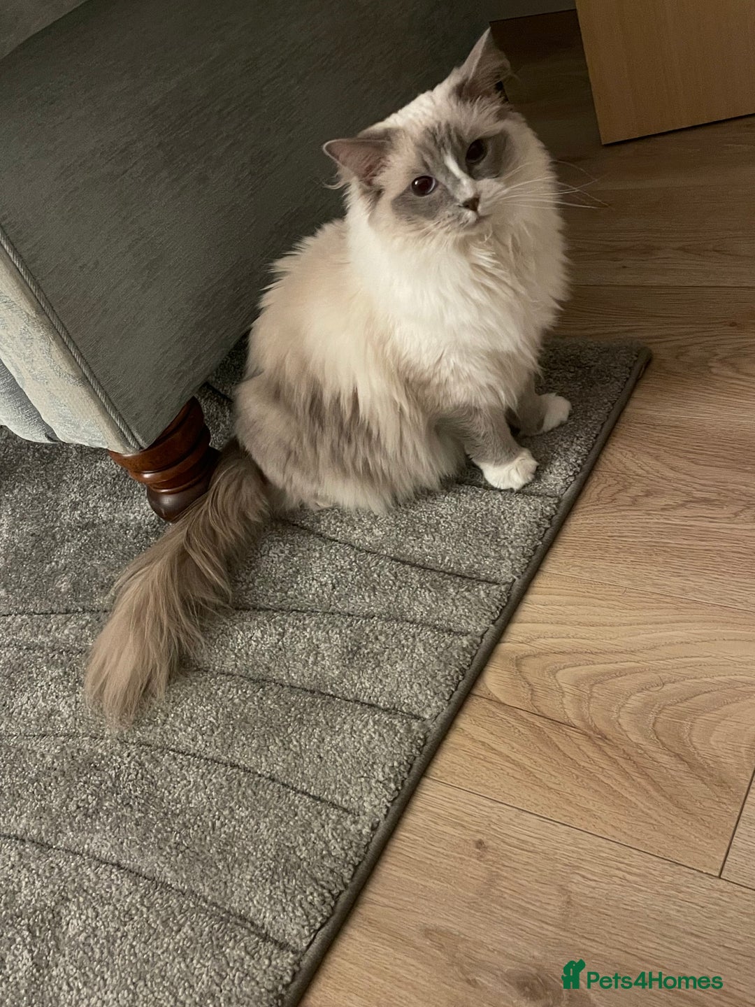 Ragdoll cats for sale: Female Ragdoll  - Image 9