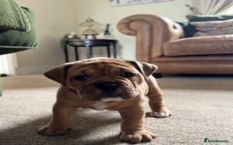 Old Tyme Bulldog dogs for sale: **Chunky NEBBER OLD TYME BULLDOG** - Image 7