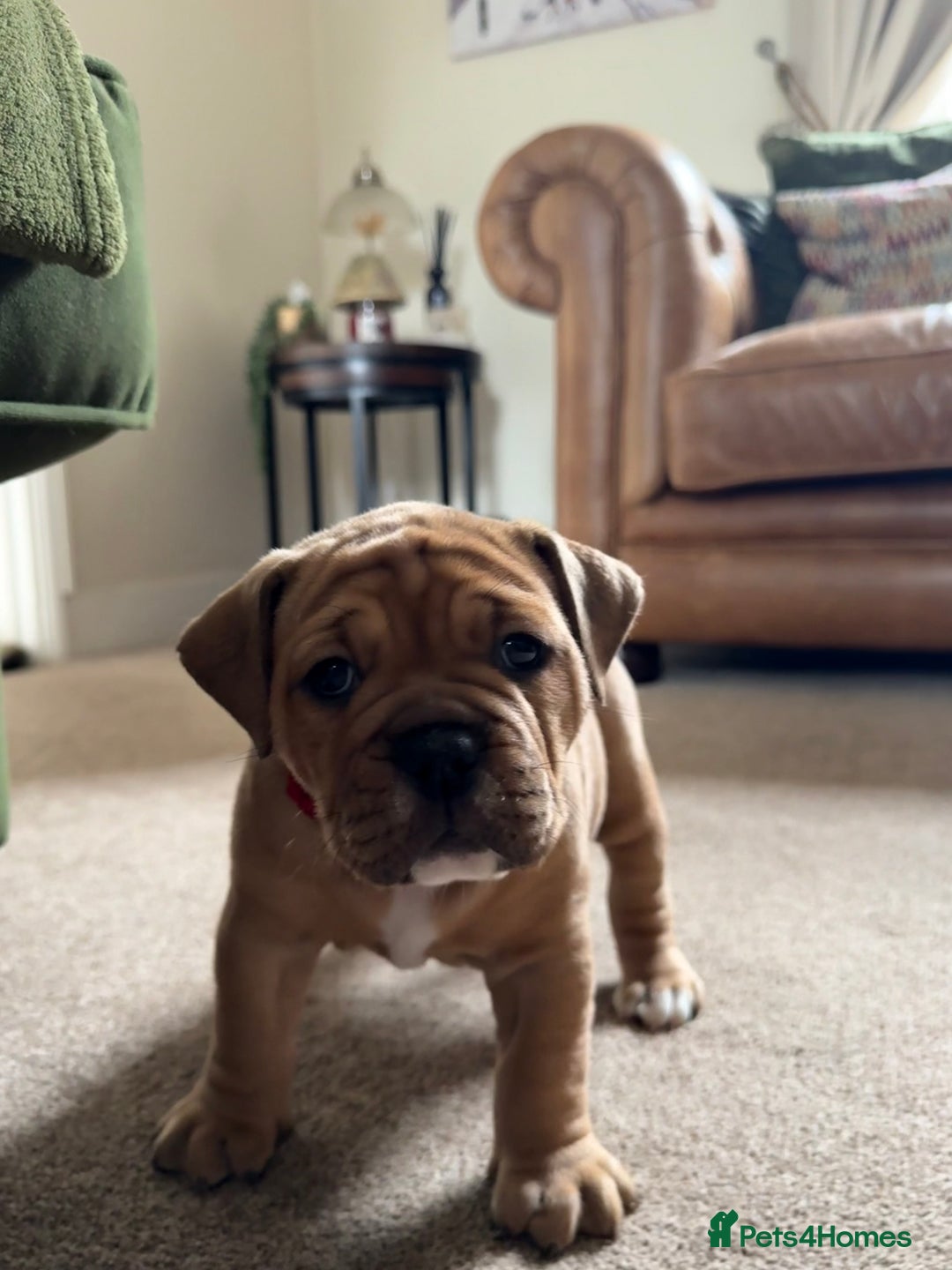 Old Tyme Bulldog dogs for sale: **Chunky NEBBER OLD TYME BULLDOG** - Image 7