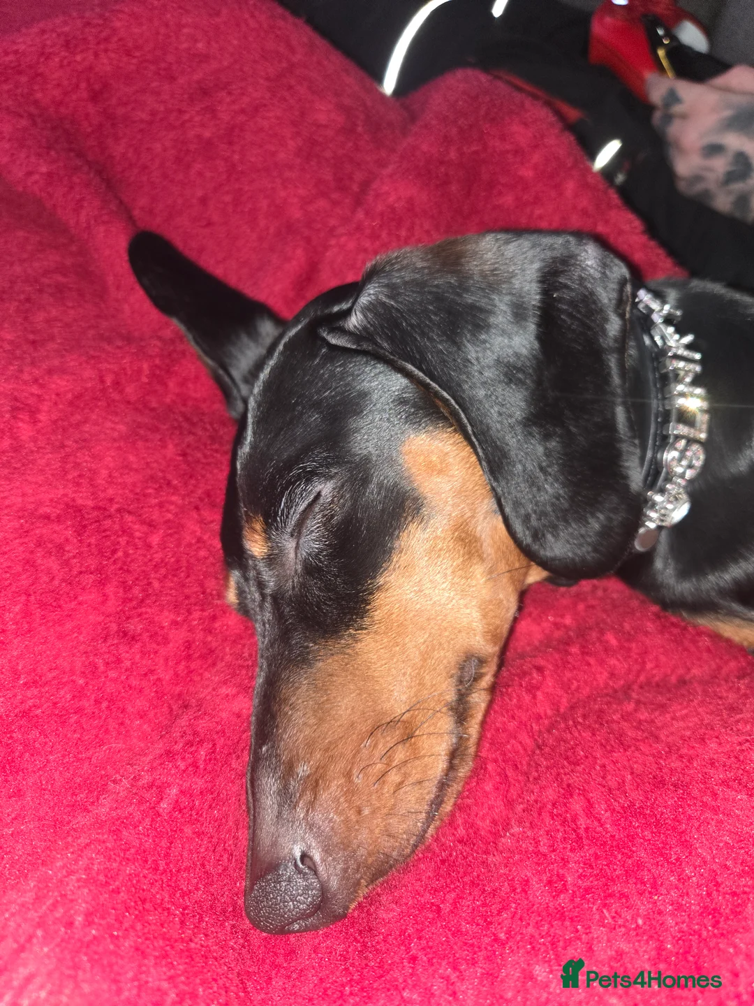 Dachshund dogs for sale: 1 year 5 months male dachshund in Ripley - Advert 2