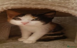 Mixed Breed cats for sale: Sweet calico kitten left - Image 2