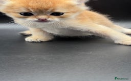 British Shorthair cats for sale: BSH GCCF GOLDEN AND BLUE KITTENS  - Image 12