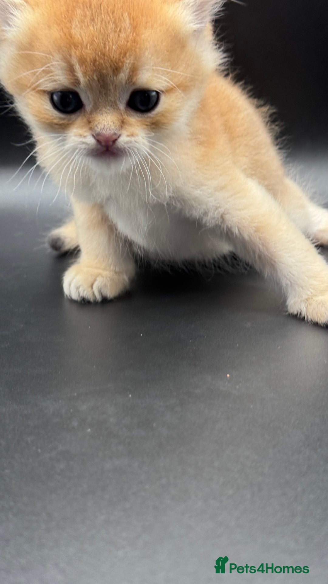 British Shorthair cats for sale: BSH GCCF GOLDEN AND BLUE KITTENS  - Image 12