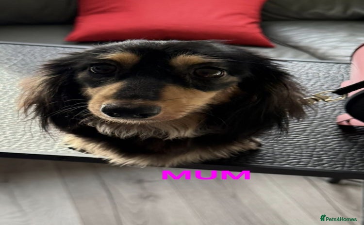 Miniature Dachshund dogs - Advert 7