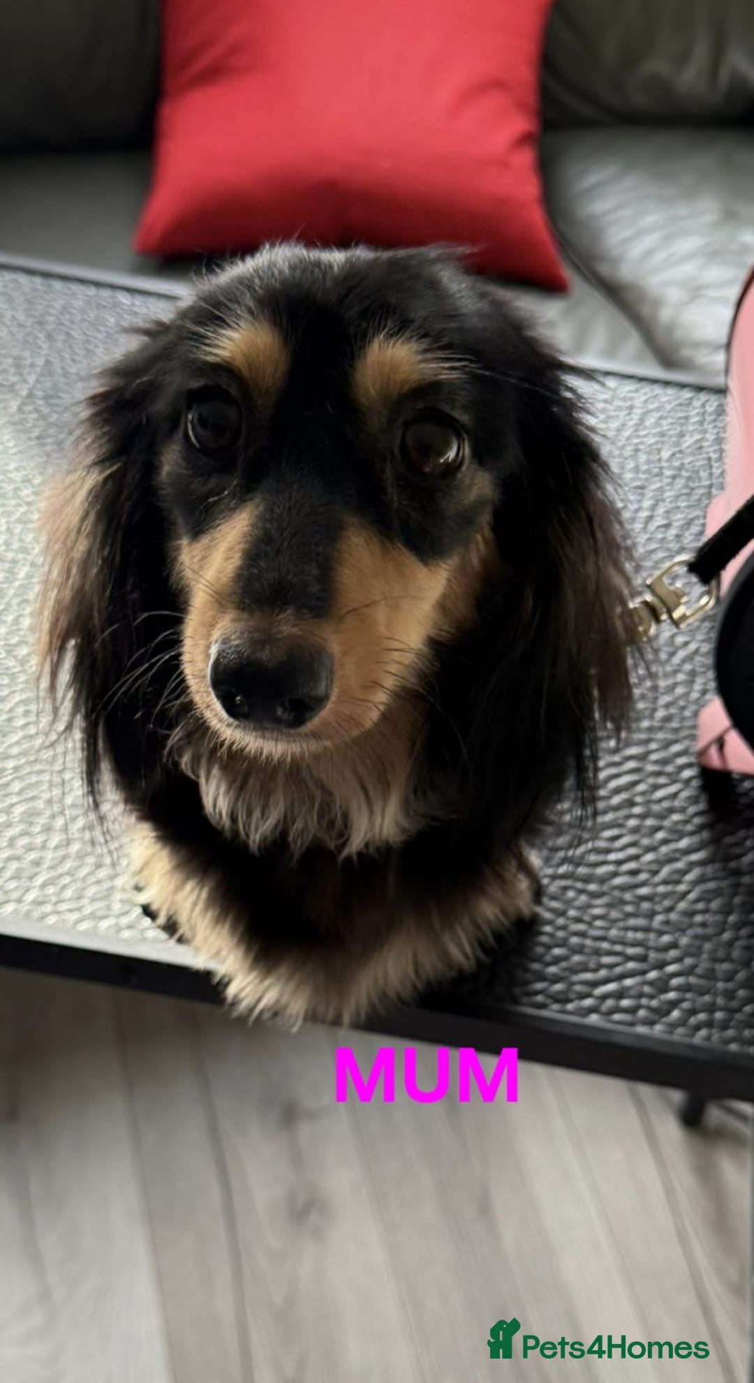 Miniature Dachshund dogs for sale: Miniature long haired dachshund  - Image 1