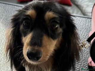Miniature Dachshund dogs - Advert 1