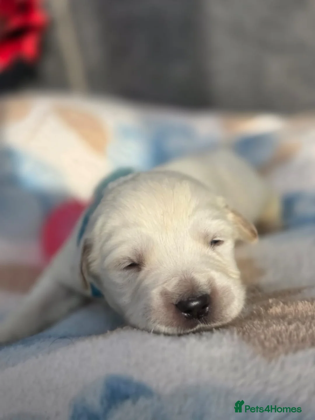 Golden Retriever dogs for sale: Beautiful kc golden retriever pups - Advert 33