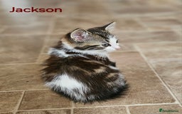 Mixed Breed cats for sale: Three kittens ready today!  - Image 7