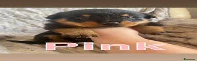 Pink collar