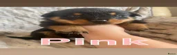 Rottweiler dogs for sale: Big chunky litter of 9 puppies - Advert 13
