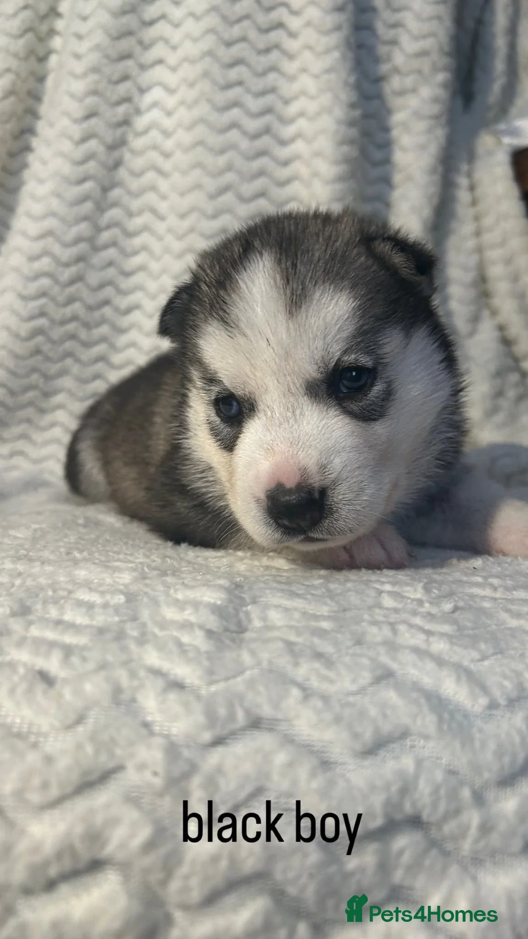Siberian Husky dogs for sale: Beautiful husky pups in Mitcham - Advert 9